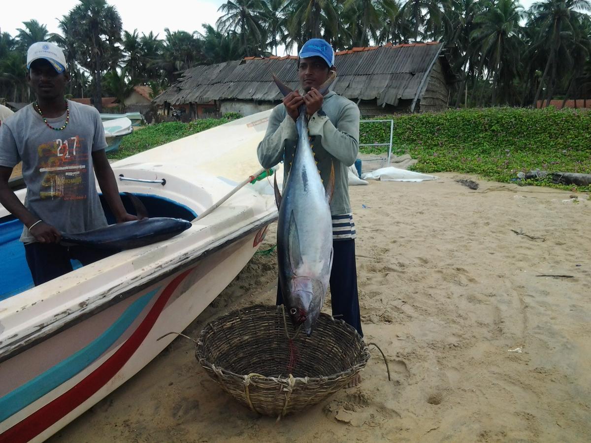 فندق Dolphinchilling Alankuda المظهر الخارجي الصورة